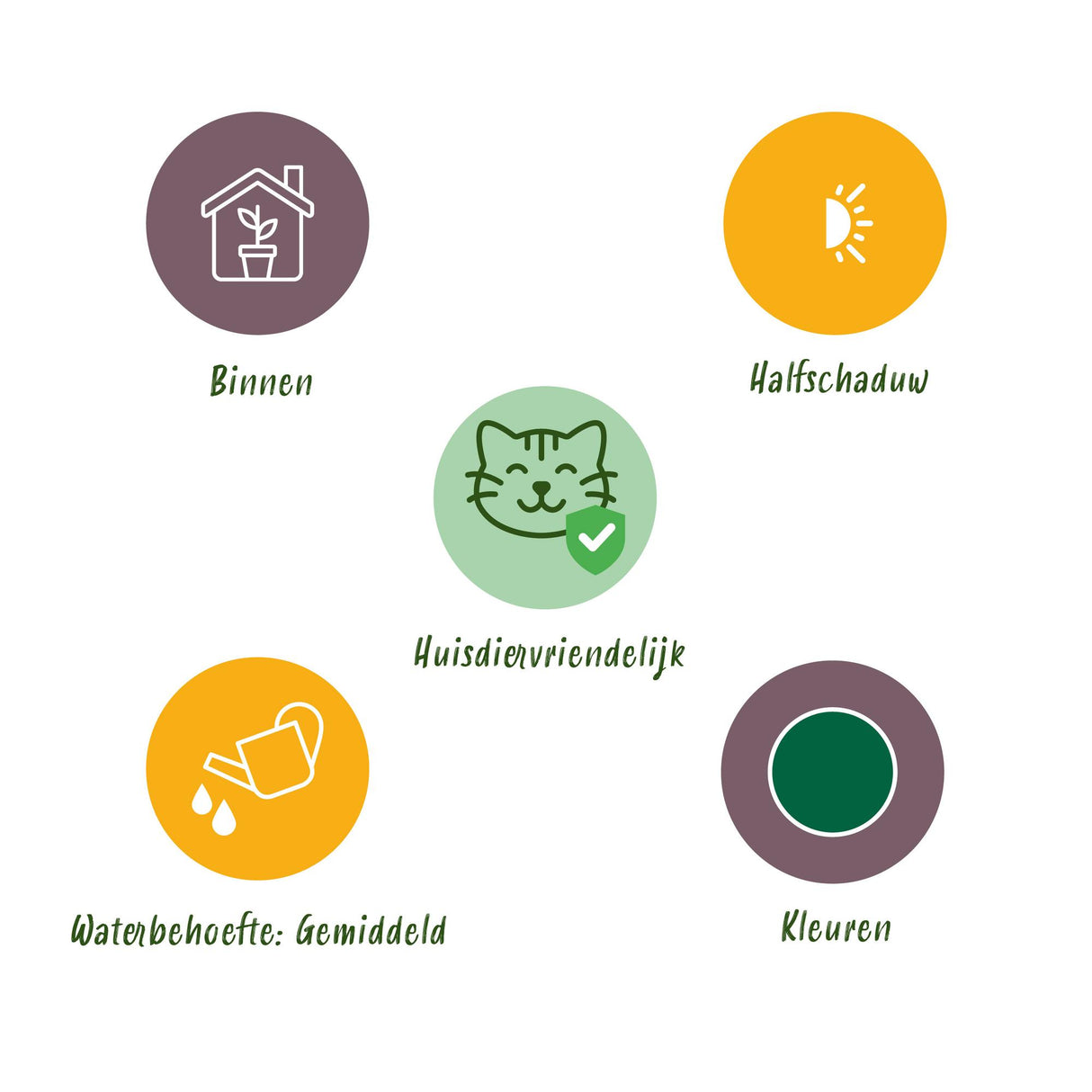 Chamaedorea elegans - Goudpalm - Huisdiervriendelijke Plant - Groen - 1 Plant - met Potter Wit - Pot 12cm - Hoogte 15cm