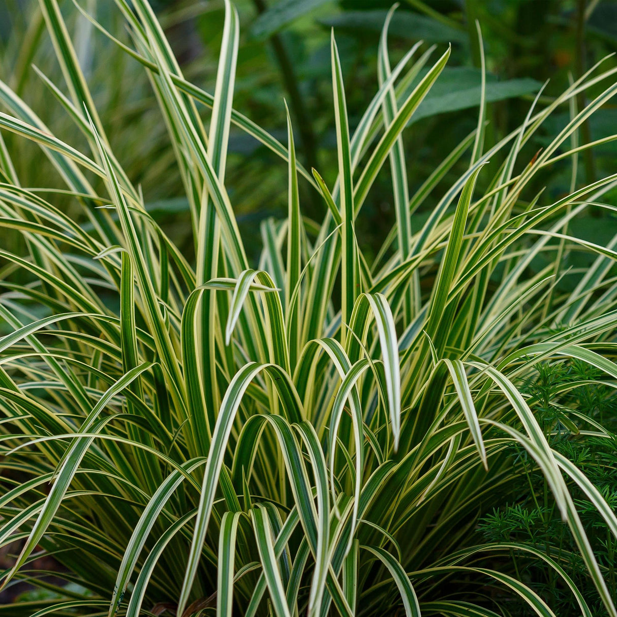 Green boutiQ - Siergrassen - Carex morrowii Ice Dance - Wit & Groen - 4 Planten - Bladhoudend - Weinig Onderhoud - Pot 17cm Hoogte 50cm