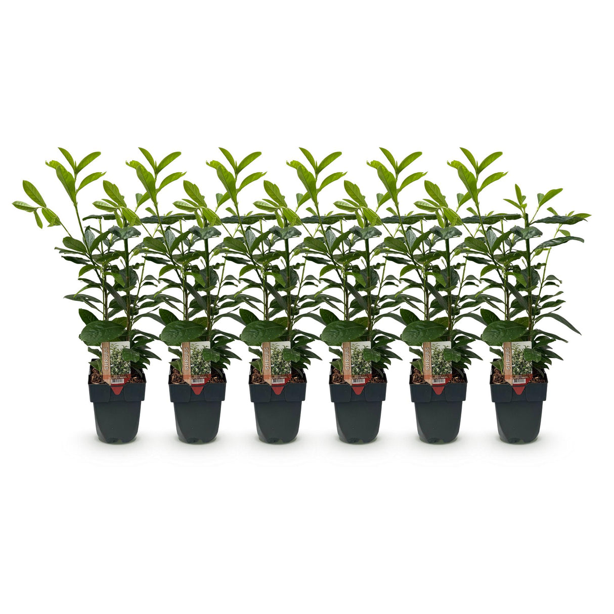 Green boutiQ - Haagplanten - Prunus laurocerasus Novita - blad groen - 6 planten - 1 strekkende meter - groenblijvend - pot 17cm hoogte 50cm