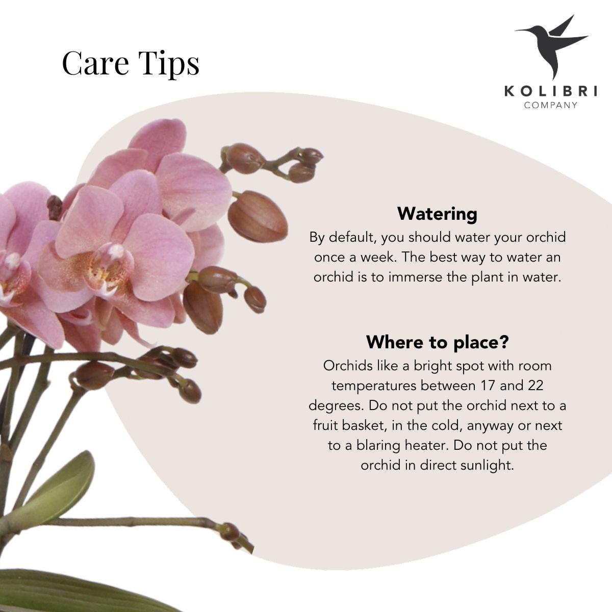 Kolibri Orchids | Roze Phalaenopsis orchidee – Treviso in Groove pot zilver – potmaat Ø12cm – 35cm hoog | bloeiende kamerplant in bloempot - vers van de kweker