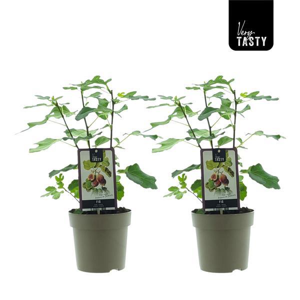 Ficus Precose De Dalmatie (15020) - 2 stuks - ↕40cm - Ø15cm