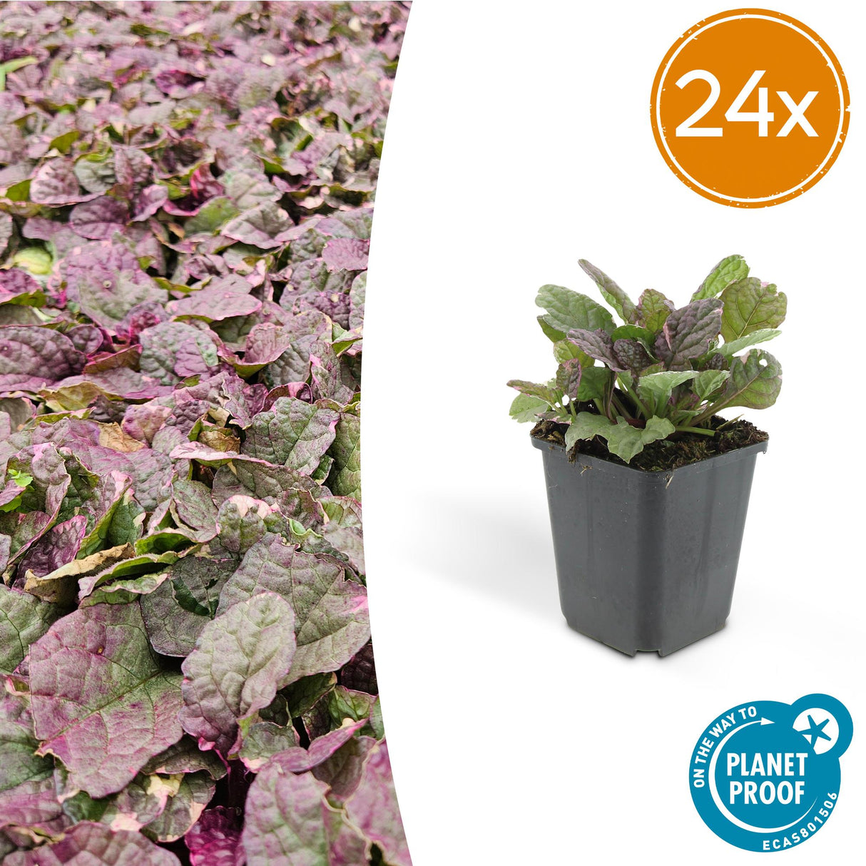 24x Ajuga reptans 'Burgundy Glow' - ↕10-25cm - Ø9cm
