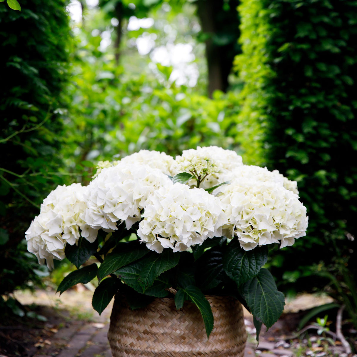 Green boutiQ - Terrasplant - Hortensia - Hydrangea Forever & Ever - Wit - 7-12 Bloemen - 2 Planten - Pot 23cm Hoogte 55cm