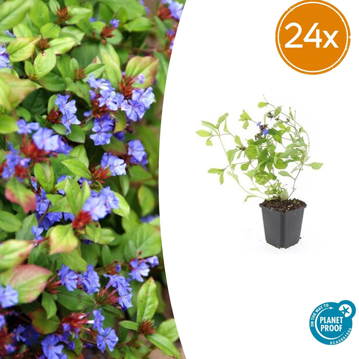 24x Ceratostigma plumbaginoides - ↕10-25cm - Ø9cm