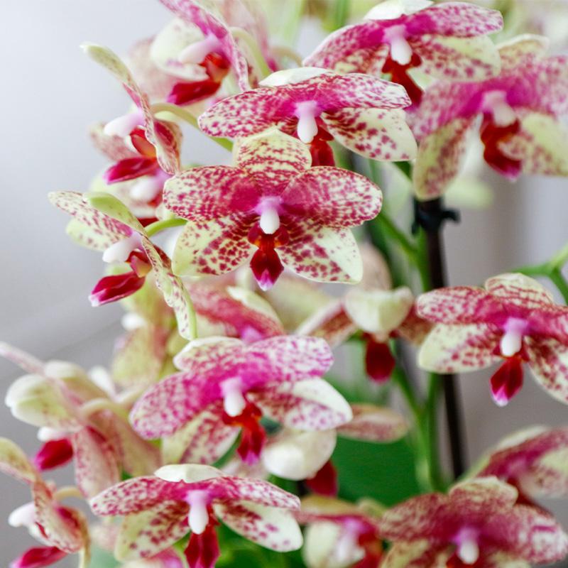 Kolibri Orchids | Oranje gele phalaenopsis orchidee potmaat Ø9cm | bloeiende kamerplant - vers van de kweker