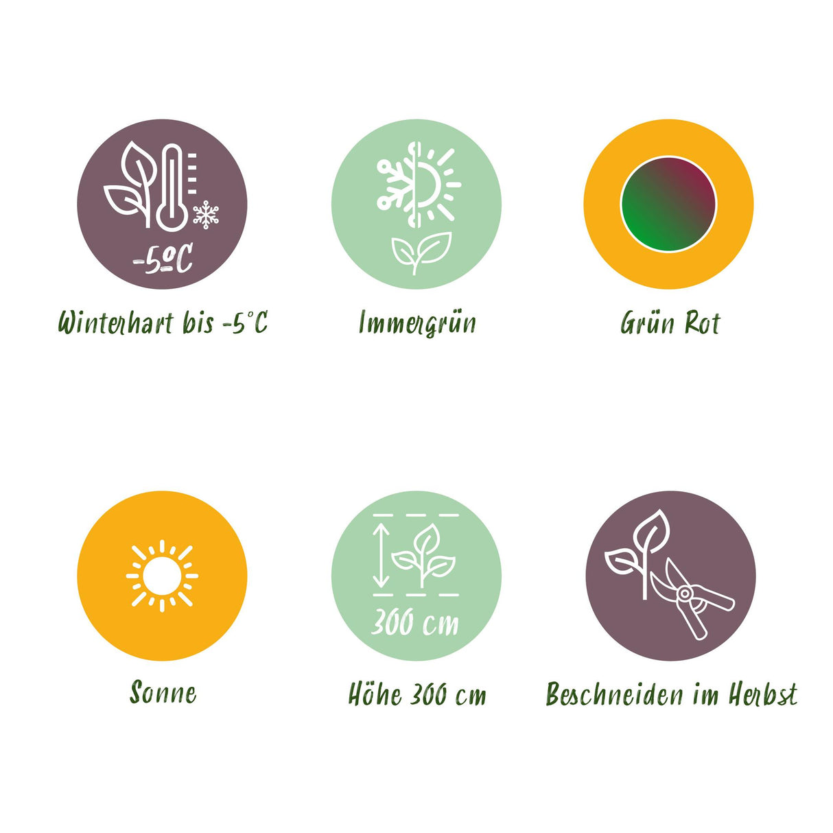 Green boutiQ - Fruitplant - Bananen plant - Musa sikkemensis Red Tiger - Winterhard - 6 planten - Pot 17cm Hoogte 40cm