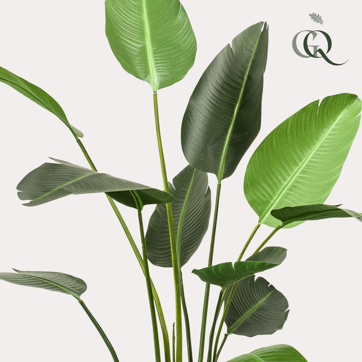 Kunstplant - Strelitzia Nicolai - Paradijsvogelbloem - 230cm