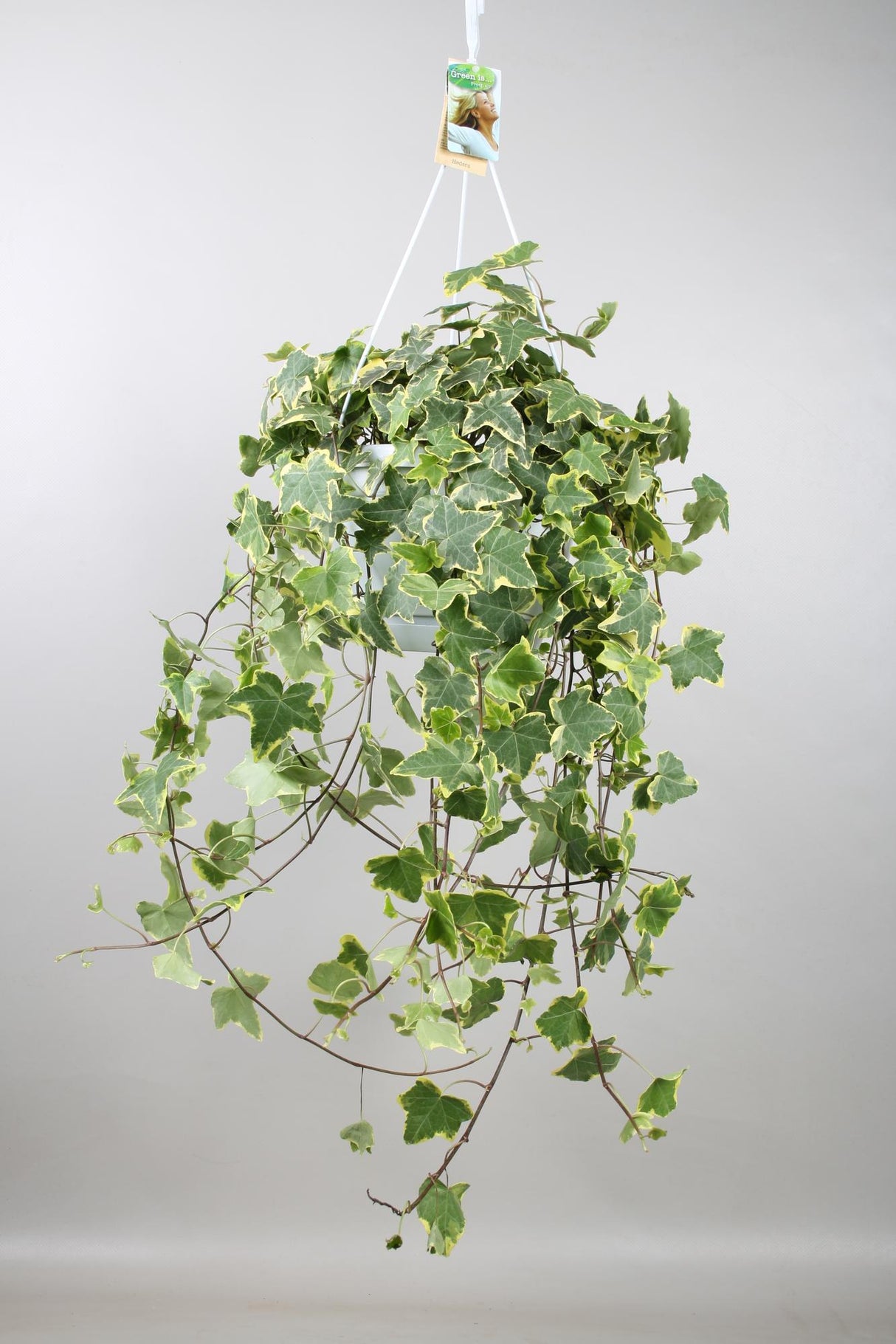 Klimop / Hedera Helix Hängepflanze - Ø24cm - ↕60cm