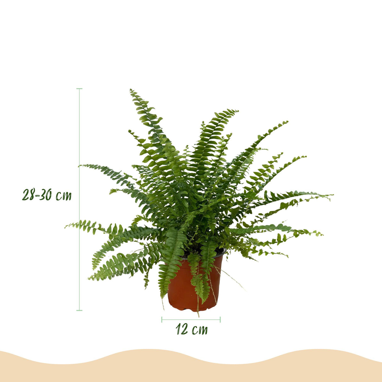Nephrolepsis exaltata Green Lady - Varen - Huisdiervriendelijke Plant - Groen - 1 Plant - met Potter Grijs - Pot 12cm - Hoogte 25cm