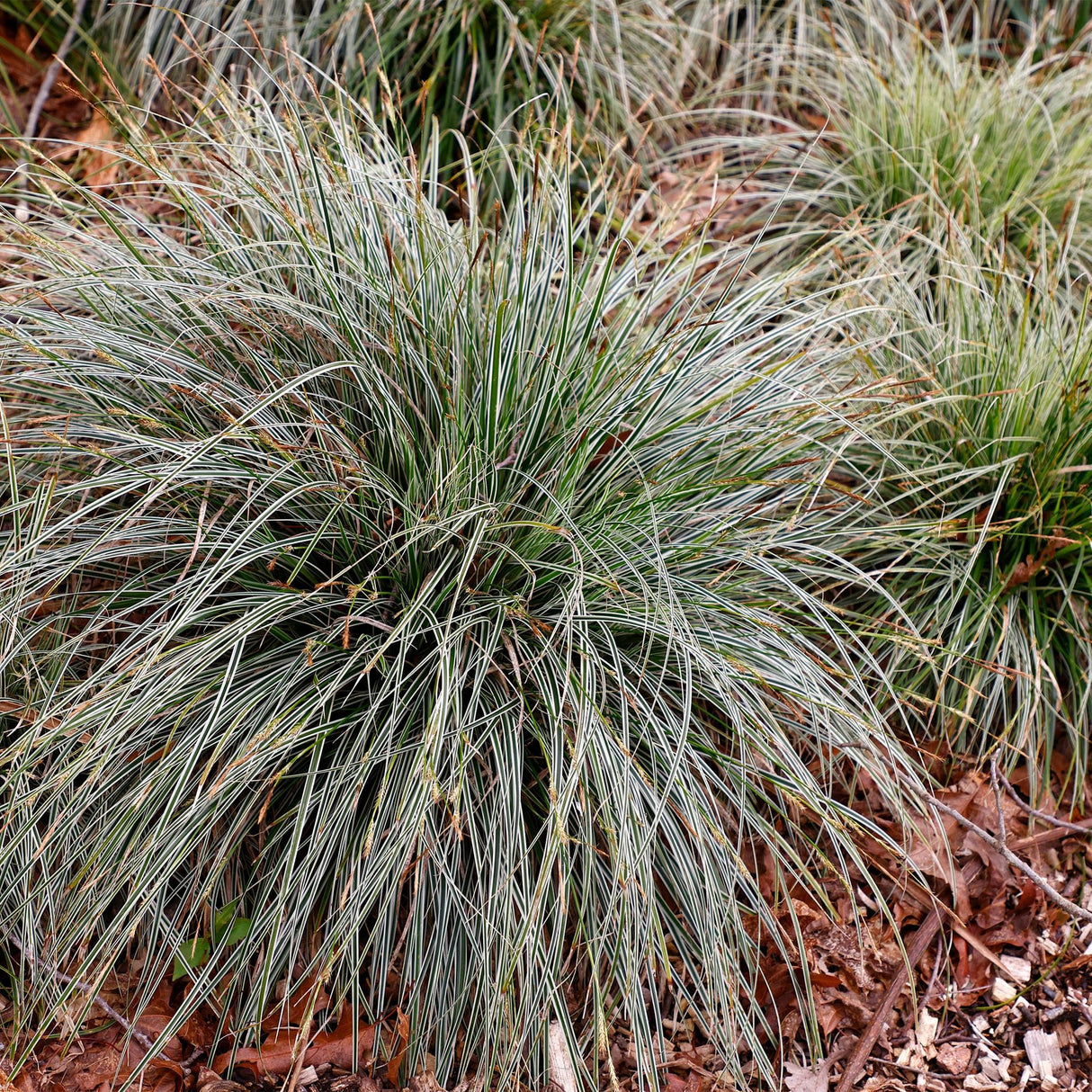 Siergrassen - Carex oshimensis Everest - Wit en Groen - 2 Planten - Bladhoudend - Weinig Onderhoud - Pot 17cm Hoogte 50cm