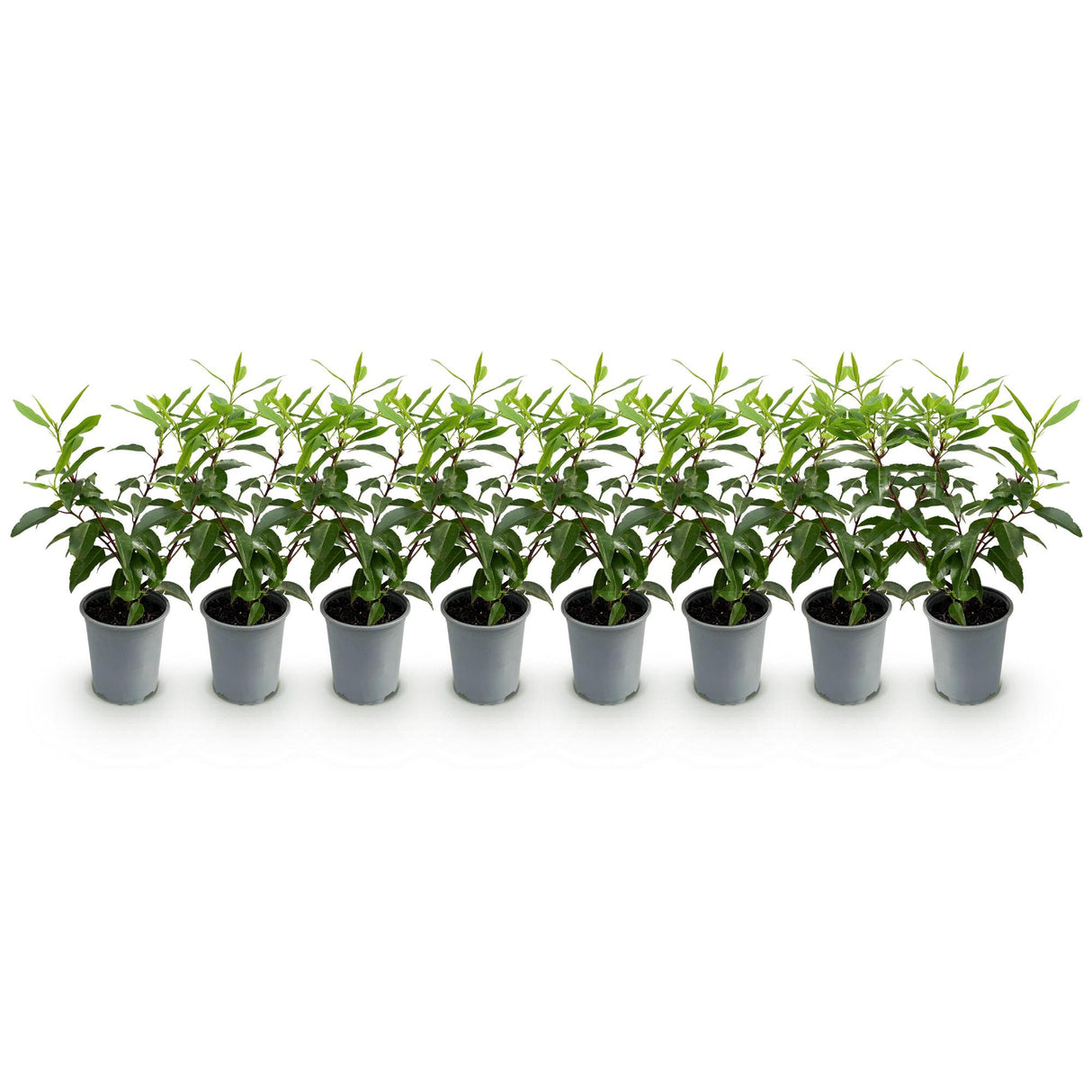 Green boutiQ - Haagplanten - Prunus lusitanica Angustifolia - blad groen - 8 planten - 1 strekkende meter - groenblijvend - pot 9cm hoogte 30-35cm