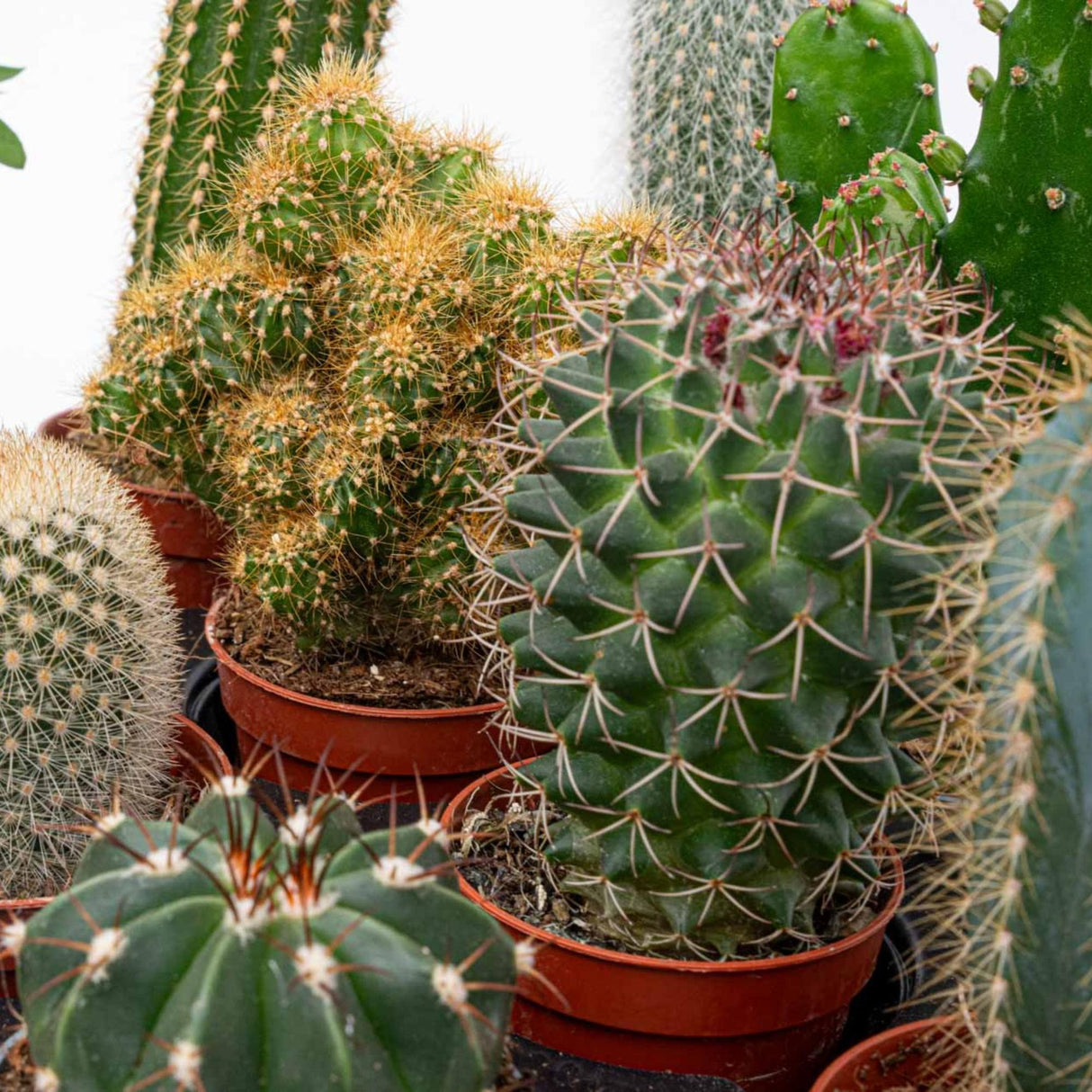 Cactus Set van 6 in Keramische Mini Potjes Madrid - ↑ 8–12 cm