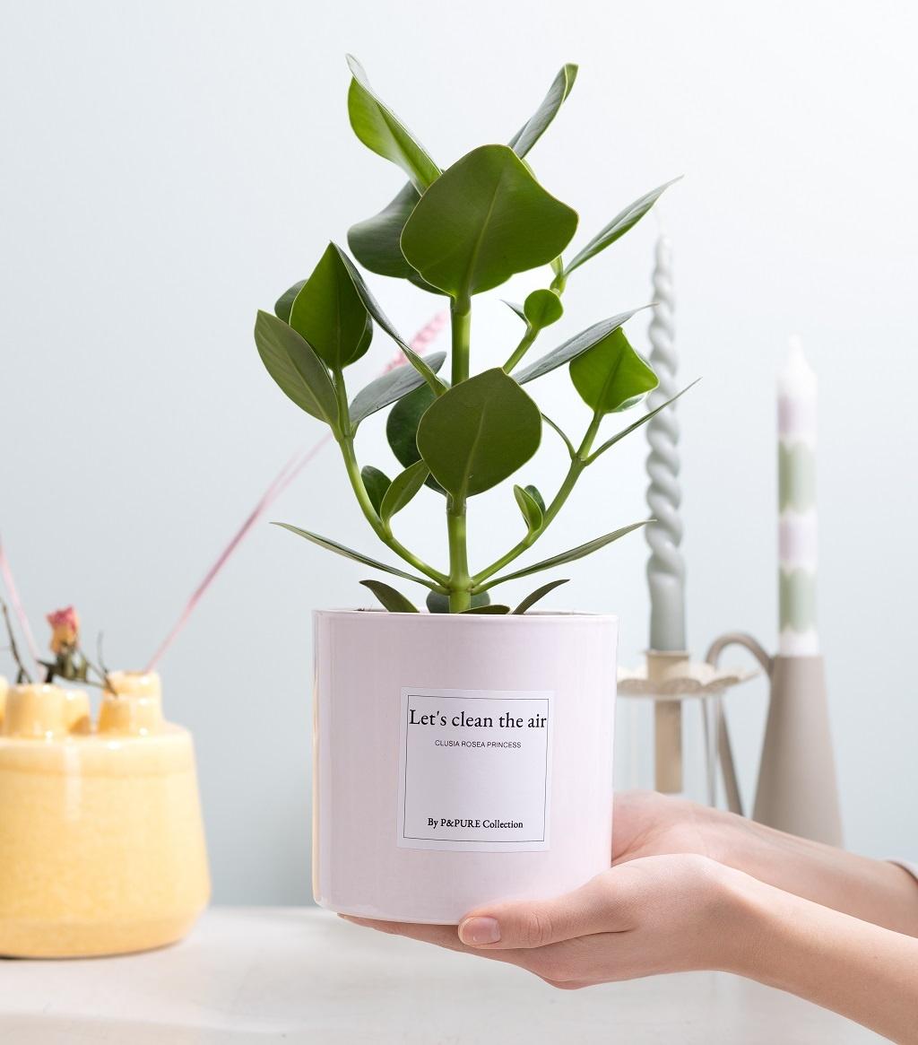 Clusia Rosea Cadeau "Purifions l'air" AVEC CARTE DE VŒUX ! - Ø12cm - ↕30cm