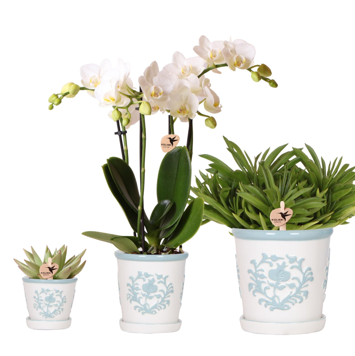Kolibri Company | Plantenset Witte Phalaenopsis Orchidee Amabilis en Succulenten incl. keramieken Malaga sierpotten