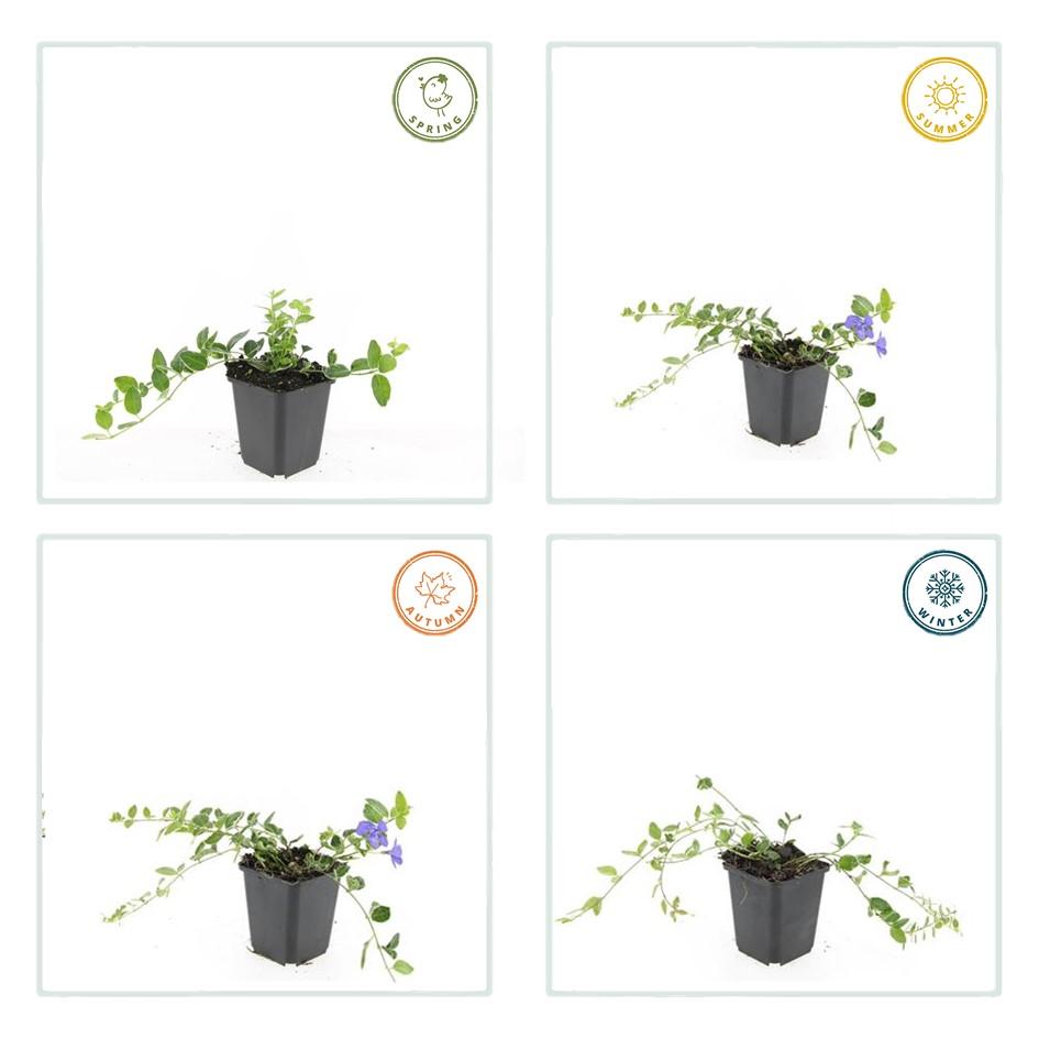40x Vinca minor 'Ralph Shugert' - ↕10-25cm - Ø9cm