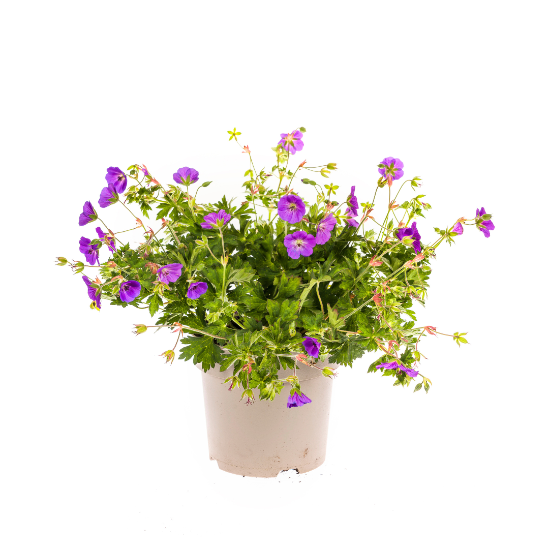 Geranium Rozanne Purple Ø19cm - ↕20cm - Ø30cm