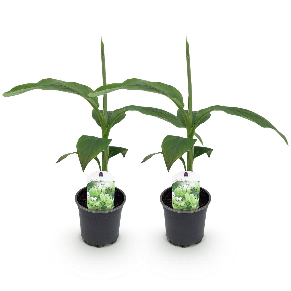 Green boutiQ - Fruitplant - Bananen plant - Musa Basjoo - Winterhard - 2 planten - Pot 12cm Hoogte 30cm