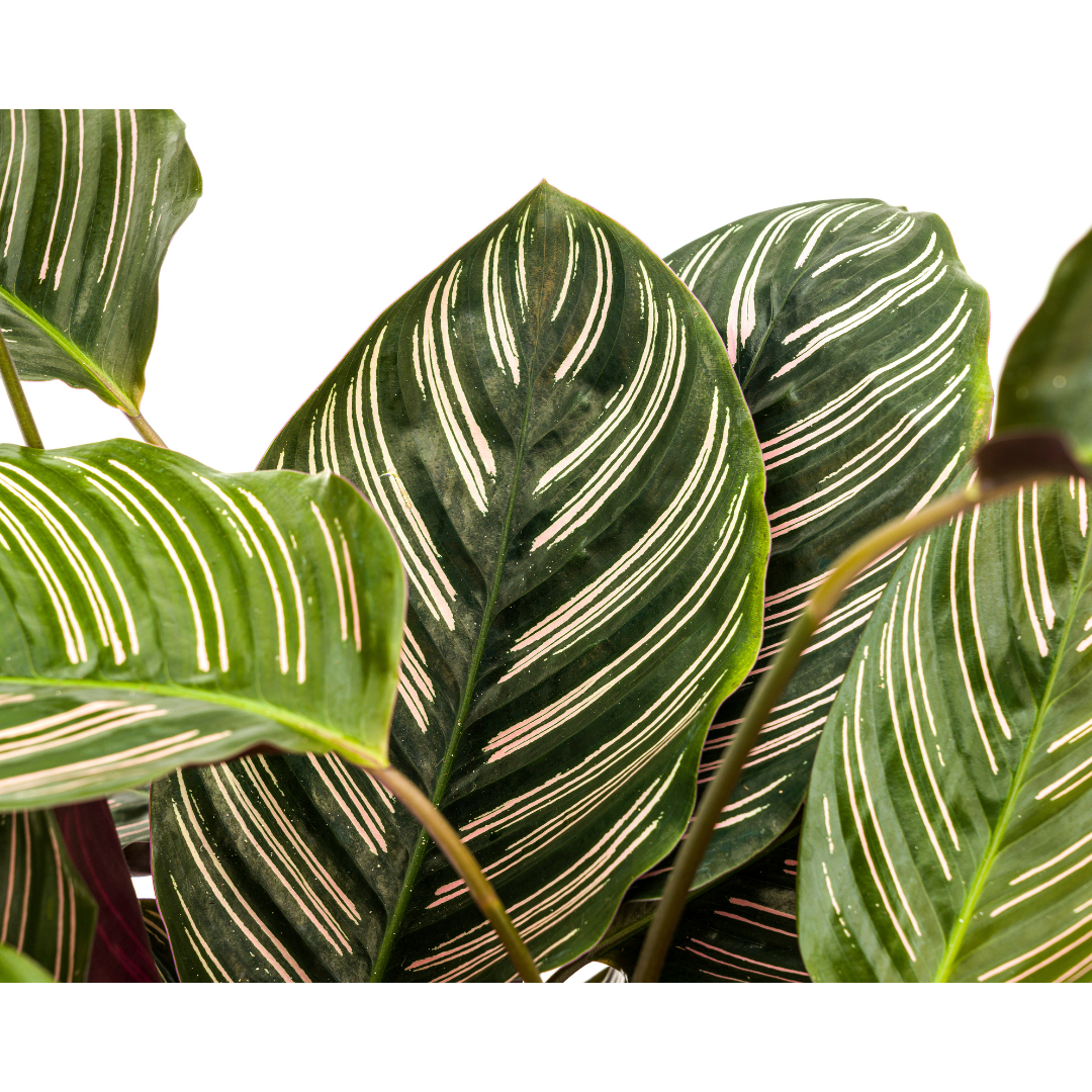 Slaapplant / Calathea Ornata Sanderiana - ↕70cm - Ø27cm