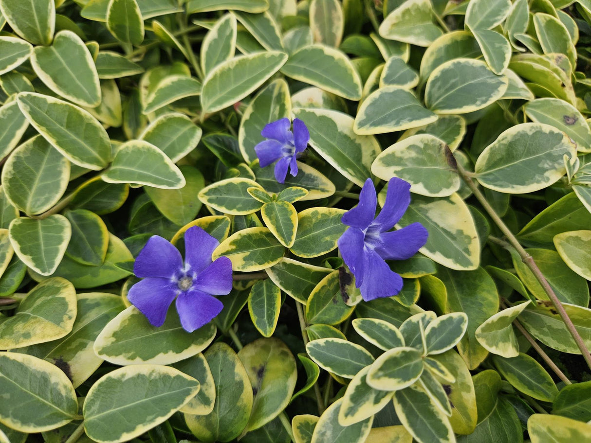 24x Vinca minor 'Blue and Gold' - ↕10-25cm - Ø9cm