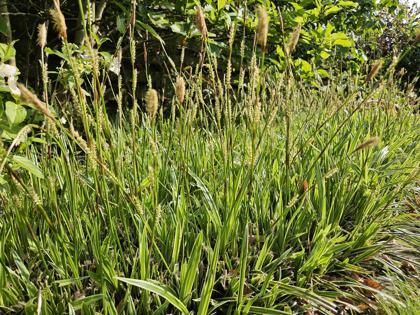 24x Carex morrowii 'Aureovariegata' - ↕10-25cm - Ø9cm