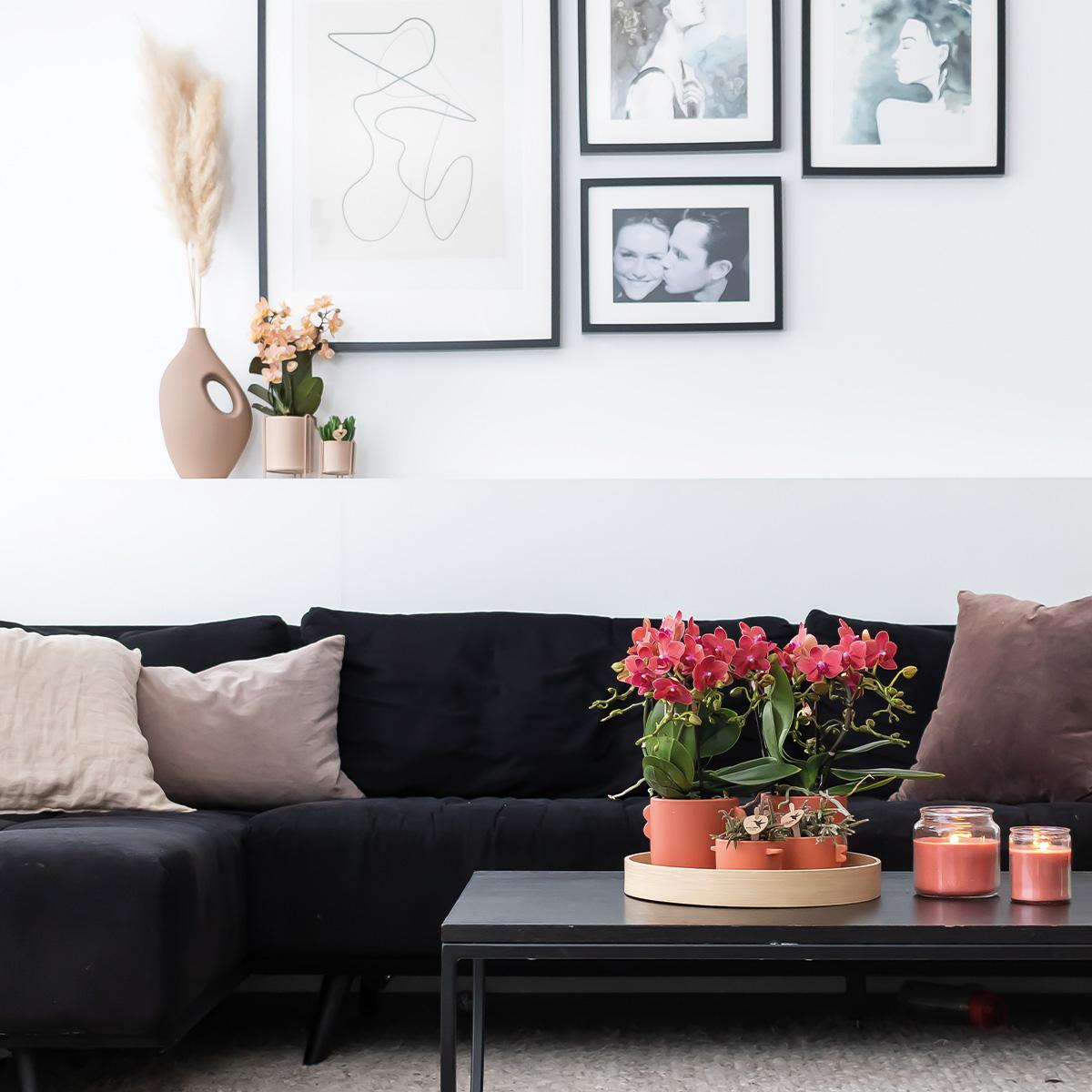 Kolibri Orchids | COMBI DEAL van 2 rode Phalaenopsis orchideeën - Congo - potmaat Ø9cm bloeiende kamerplant - vers van de kweker