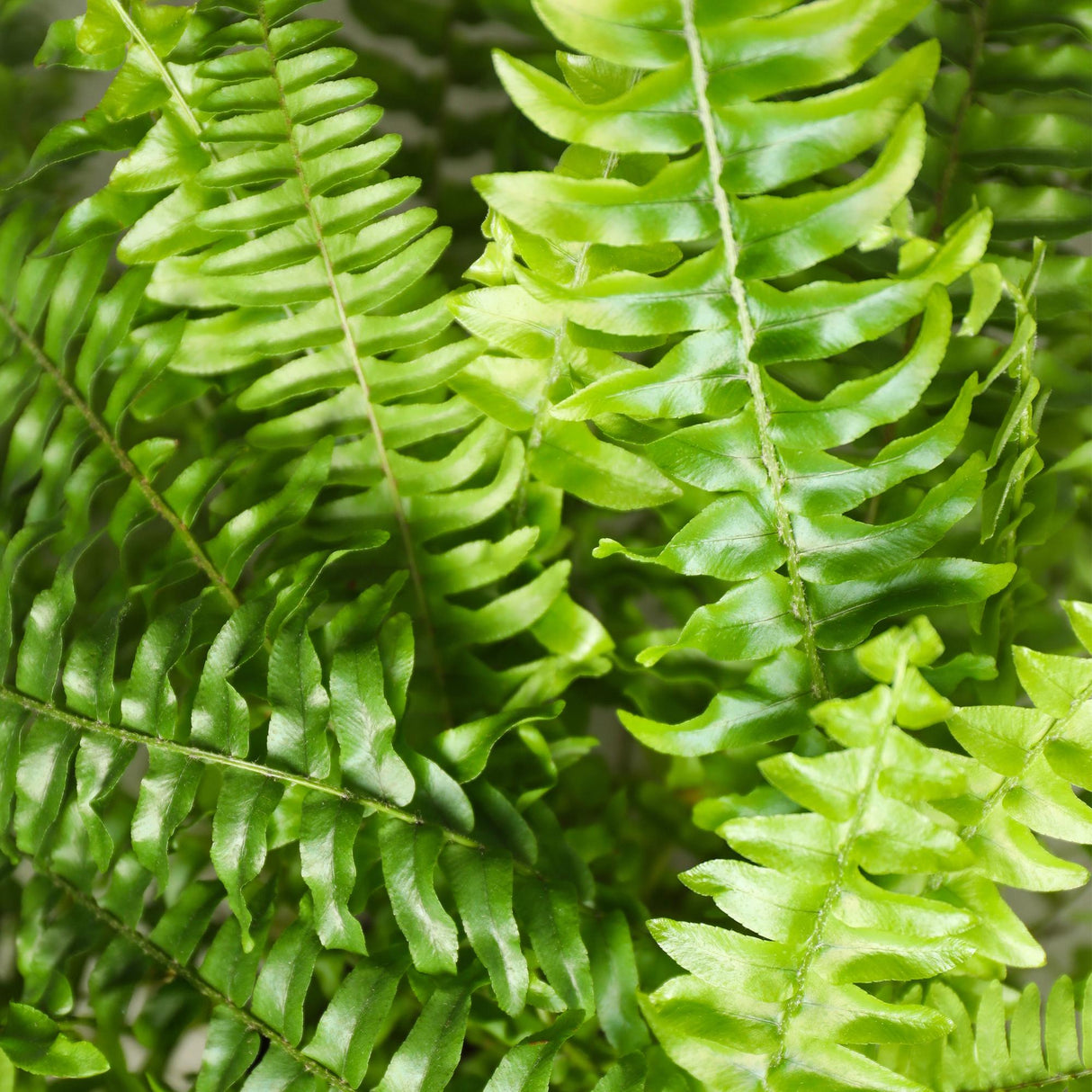 Nephrolepsis exaltata Green Lady - Varen - Huisdiervriendelijke Plant - Groen - 2 Planten - met Mand - Pot 12cm - Hoogte 25cm