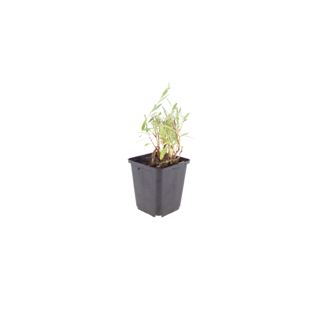 60x Gaura lindheimeri - ↕10-25cm - Ø9cm