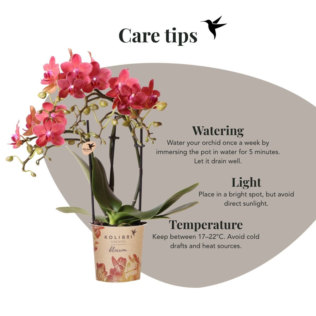 Kolibri Orchids | Plantenset Chrome - Rode Phalaenopsis Orchidee Blossom Congo & Succulent