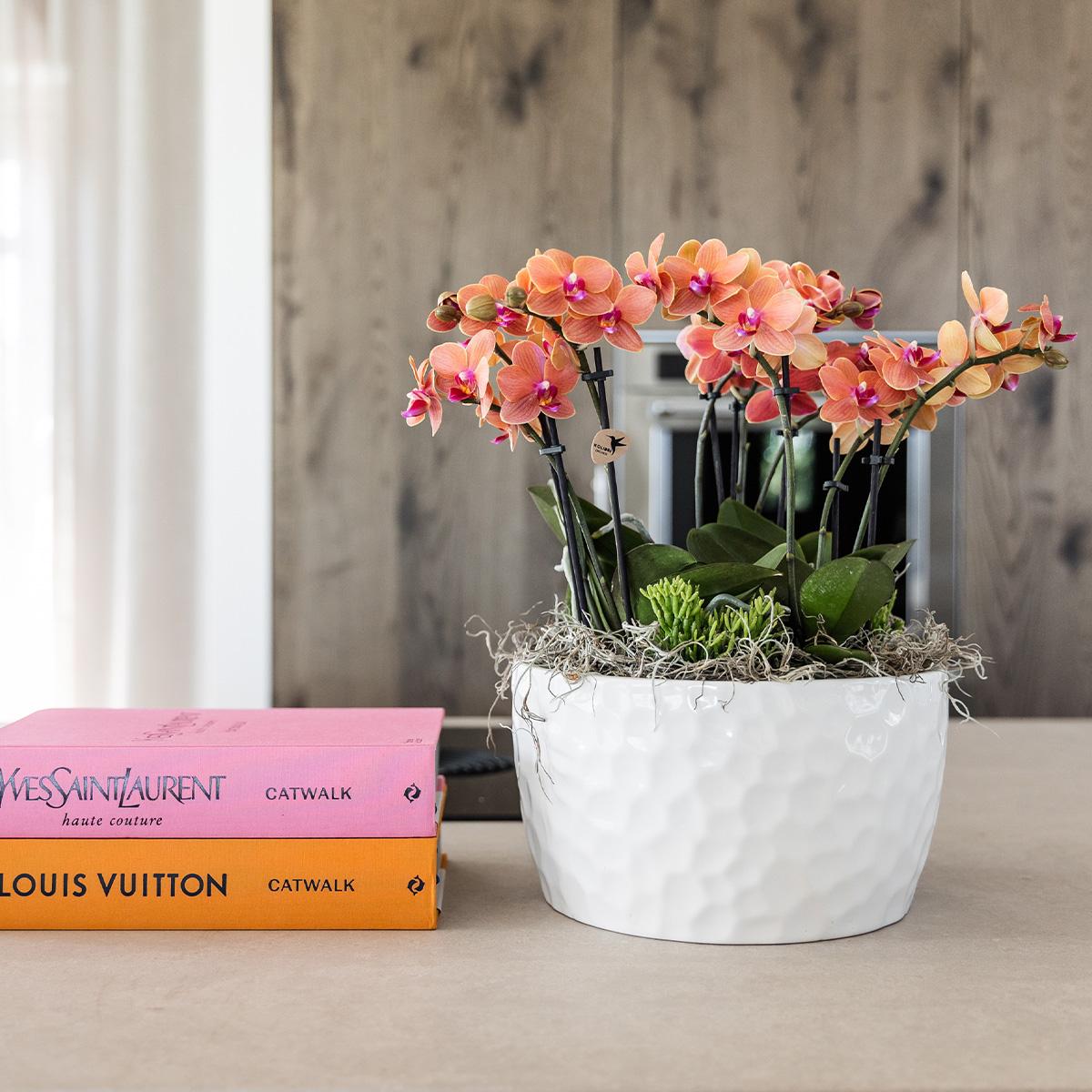 Kolibri Orchids | oranje plantenset in Honey dish incl. waterreservoir | drie oranje orchideeën Bolzano 9cm en drie groene planten | Jungle Bouquet oranje met zelfvoorzienend waterreservoir