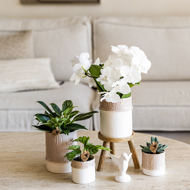 Plantenset Bamboo | Witte Amabilis orchidee Ø9cm + groene plant incl. keramieken sierpotten