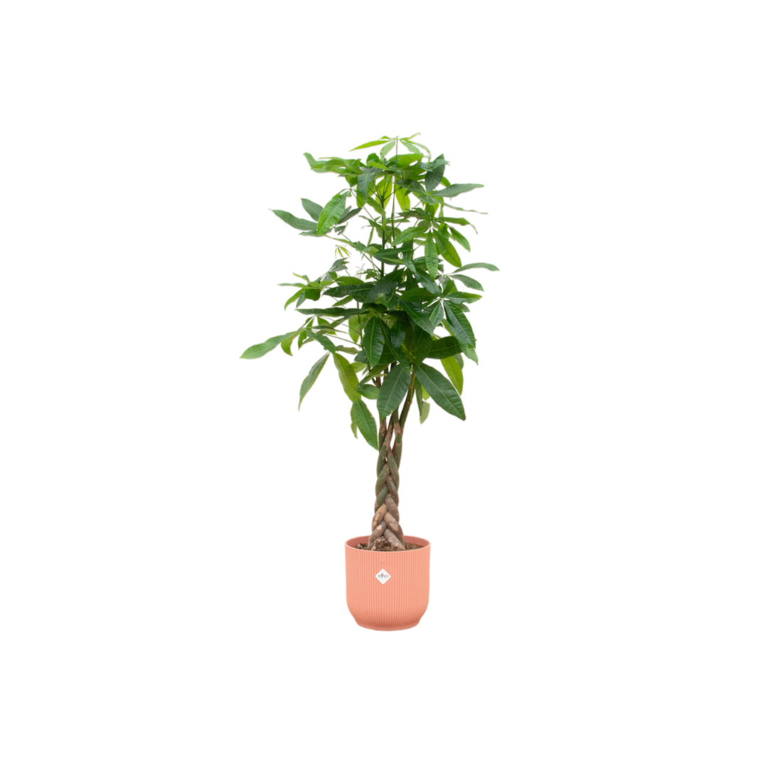Pachira Aquatica + Pot Roze - ↕160cm - Ø30cm