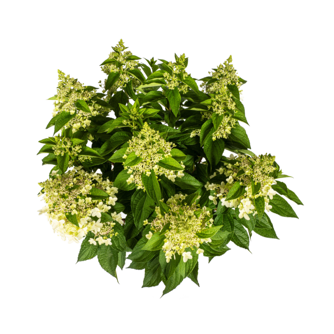 Hydrangea Paniculata Weiß Ø24cm - ↕70cm - Ø80cm