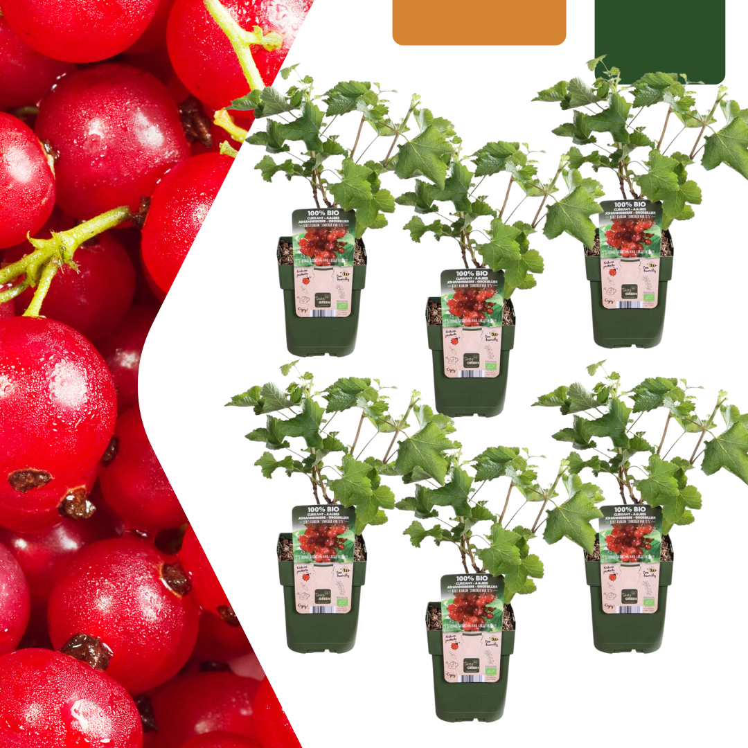 6 x Biologische Kruisbessenplanten - ↕20 cm - Ø 13 cm