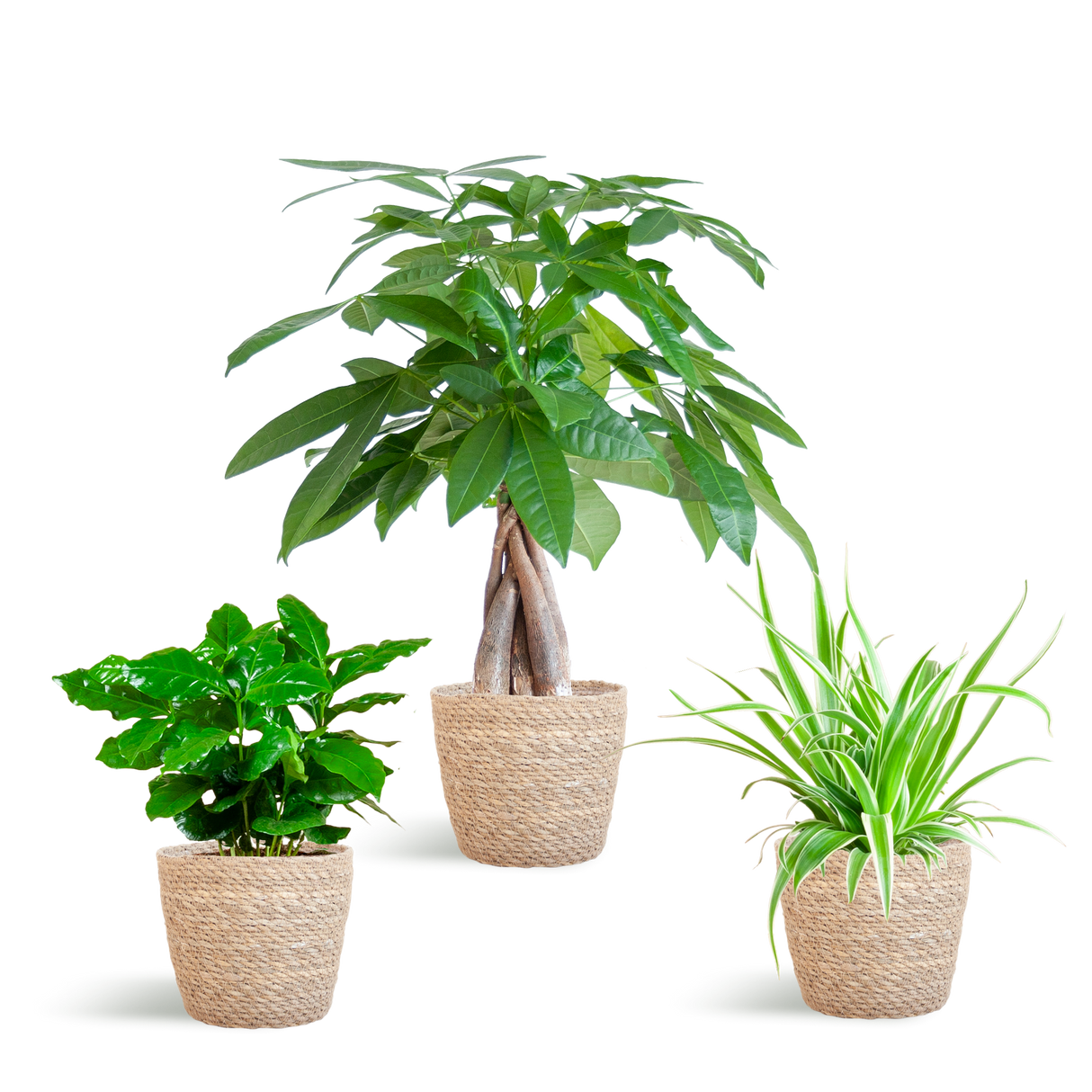 Diervriendelijke Plantenset - incl. Mand - ↕35cm - Ø12cm