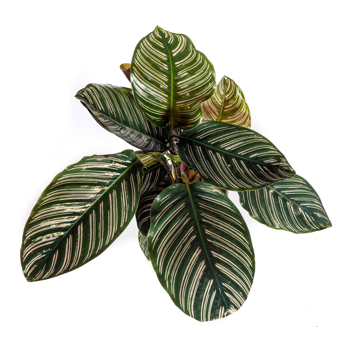 Slaapplant / Calathea ornata – ↕45cm – ⌀17cm