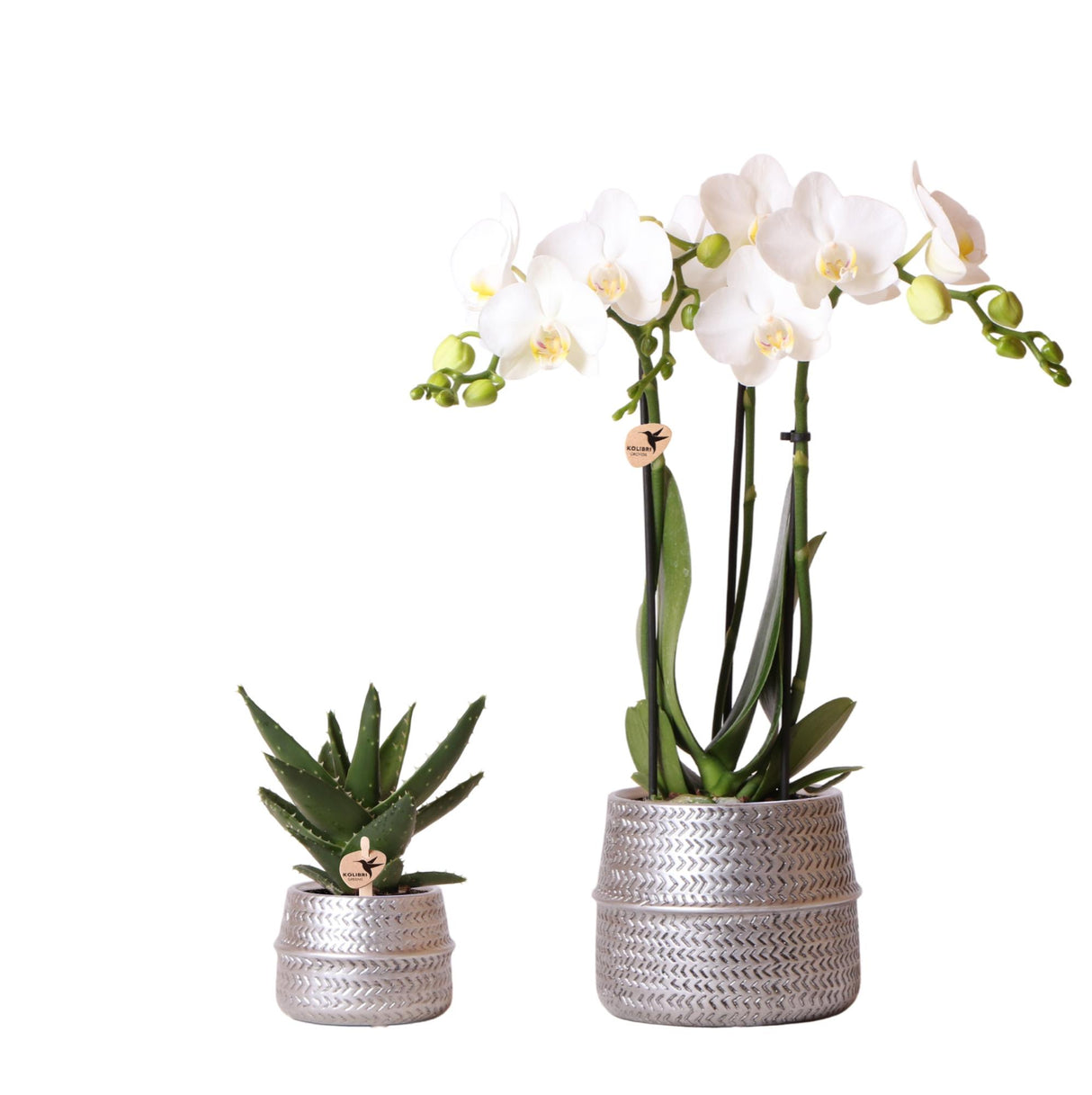 Kolibri Company - Planten set Groove zilver | Set met witte Phalaenopsis orchidee Amabilis Ø9cm en groene plant Succulent Aloe Brevifolia Ø6cm | incl. zilver keramieken sierpotten