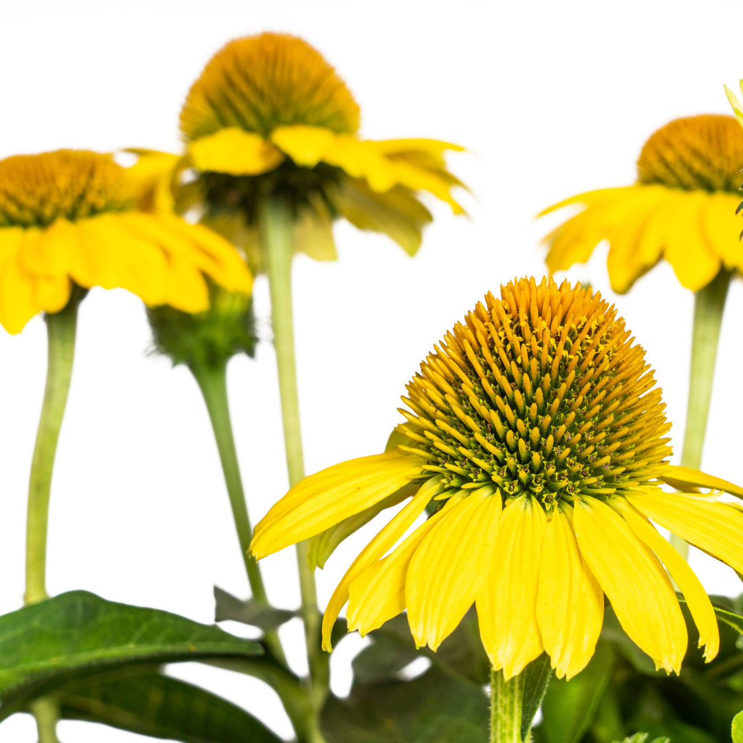 Echinacea Purpurea Yellow Ø19cm - ↕60cm - Ø70cm
