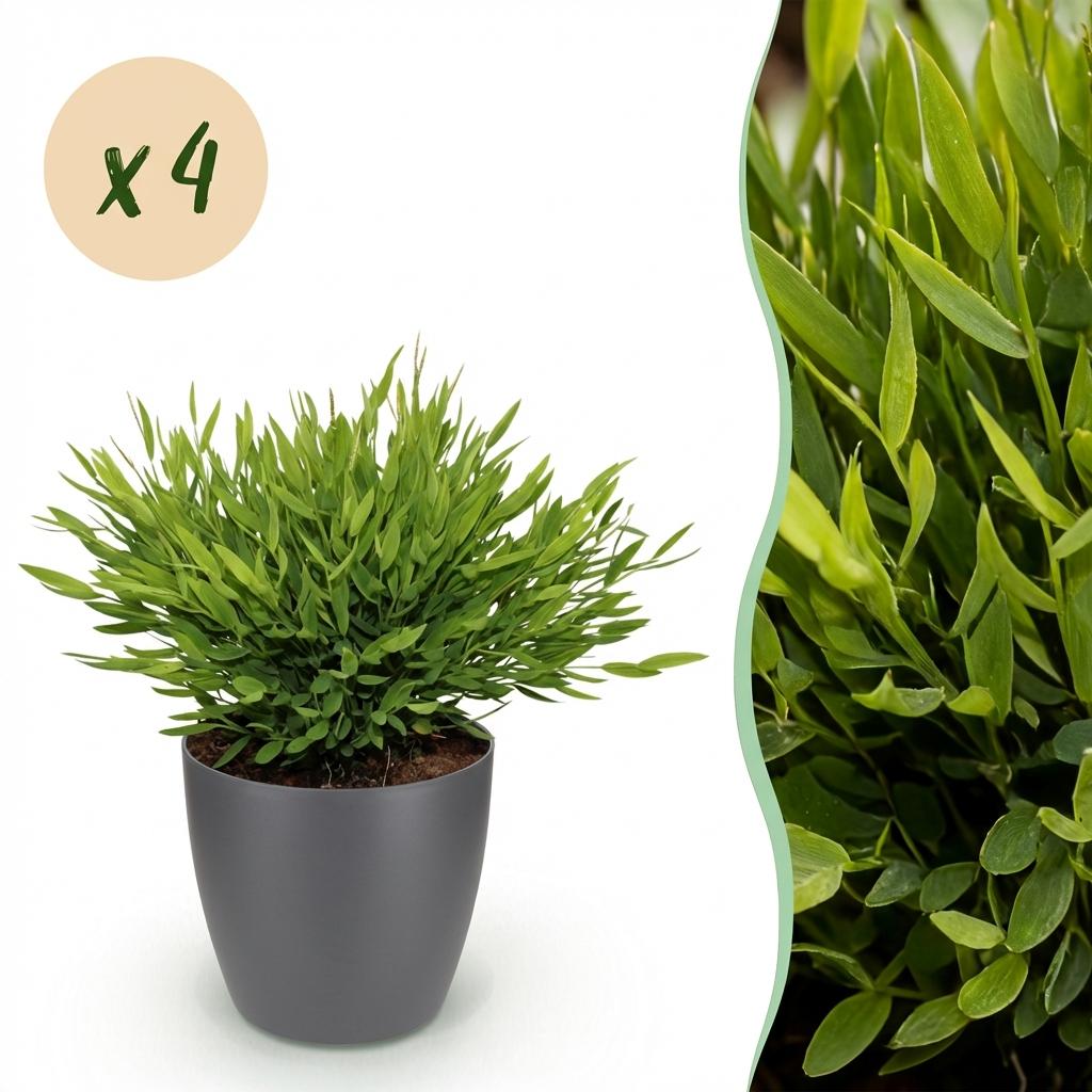 Bamusa Pogonatherum Monica - Bamboegras - Huisdiervriendelijke Plant - Groen - 4 Planten - met Potter Grijs - Pot 12cm - Hoogte 20cm