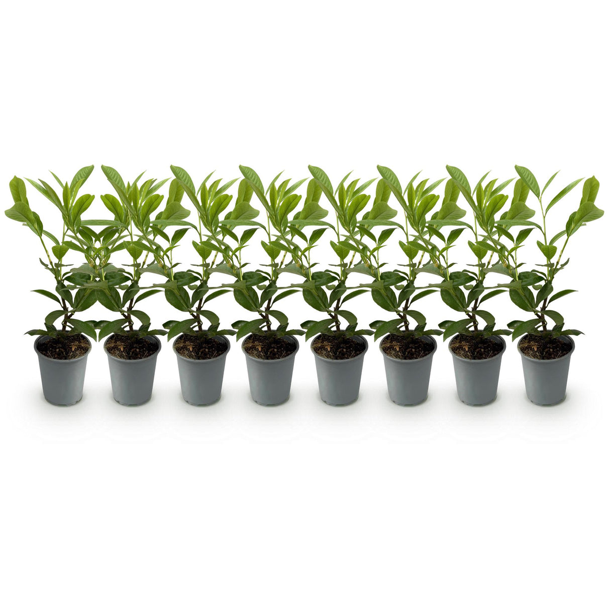 Green boutiQ - Haagplanten - Prunus laurocerasus Rotundifolia - blad groen - 8 planten - 1 strekkende meter - groenblijvend - pot 9cm hoogte 30-35cm