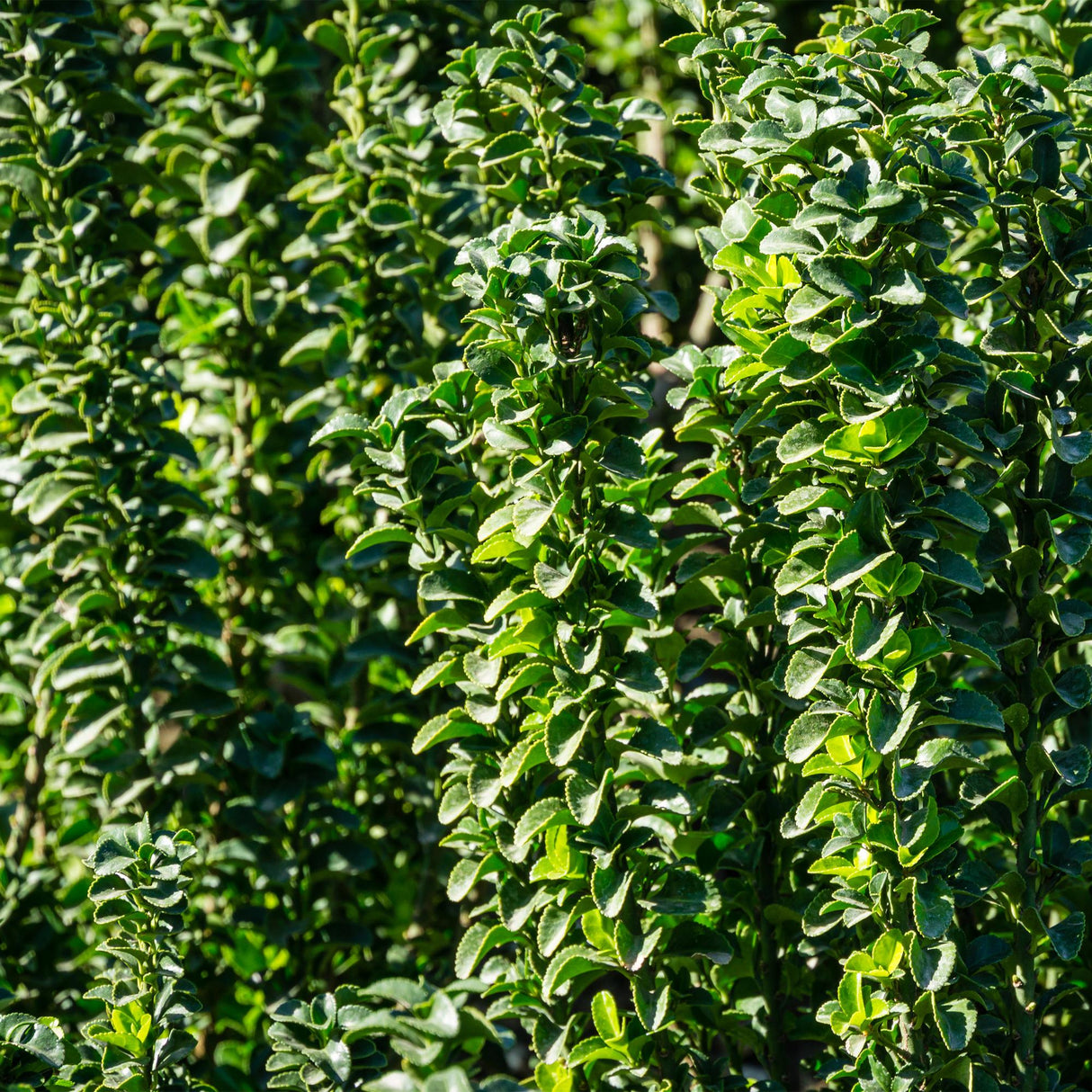 Green boutiQ - Haagplanten - Euonymus japonica Green Spire - blad groen - 6 planten - 1 strekkende meter - groenblijvend - pot 17cm hoogte 40cm