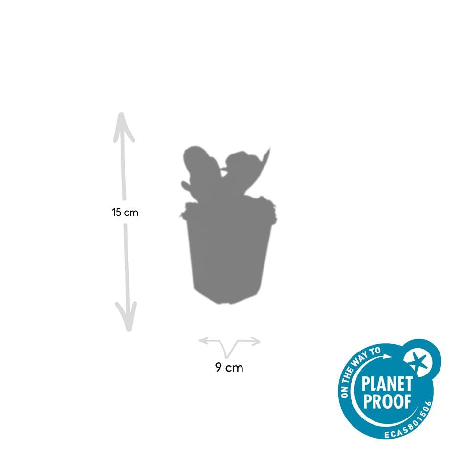 24x Bergenia cordifolia 'Herbstblüte' - ↕10-25cm - Ø9cm