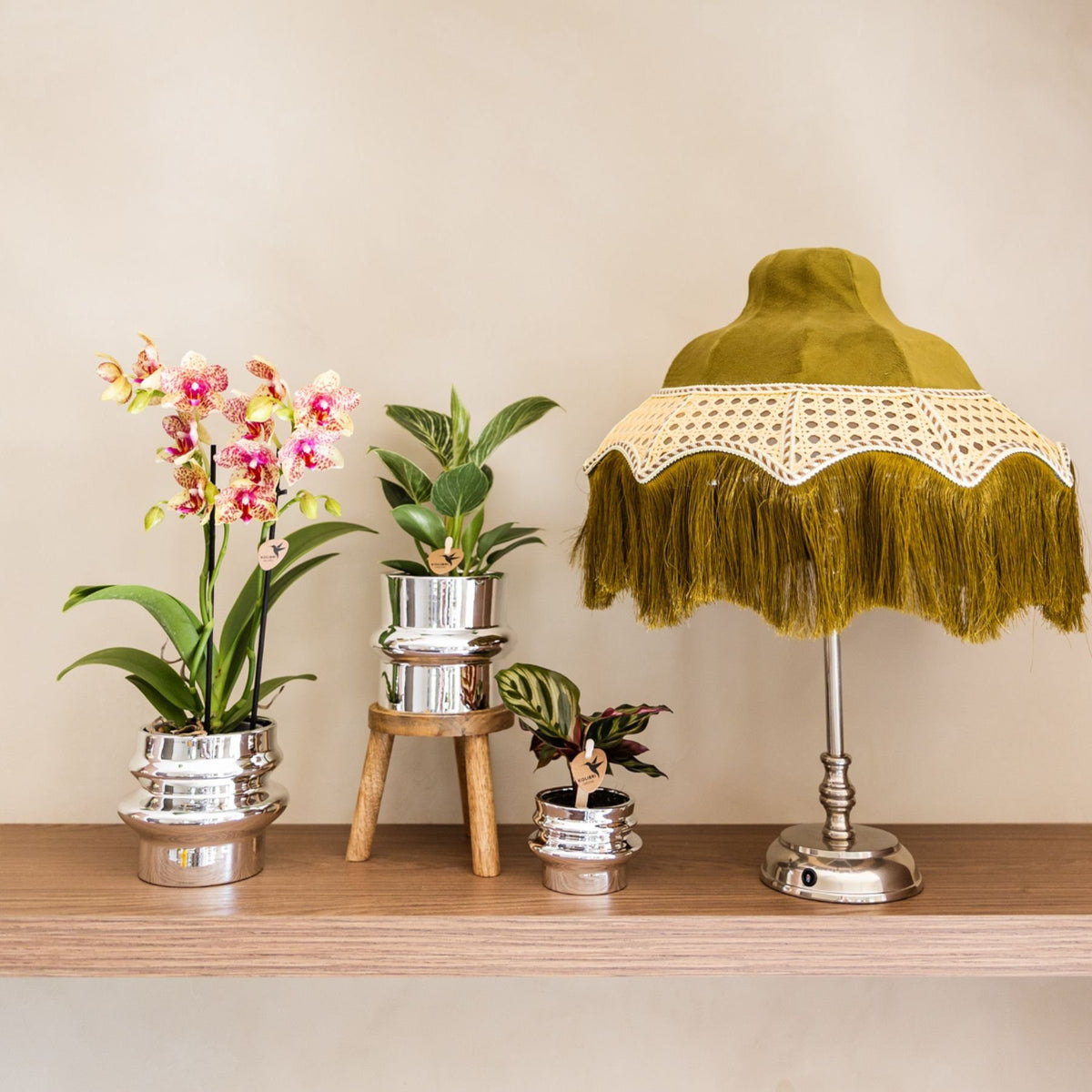 Kolibri Orchids | Witte Phalaenopsis Orchidee - Mineral Amabilis in Chrome Dubbel Sierpot met Giftbox - Ø9 cm