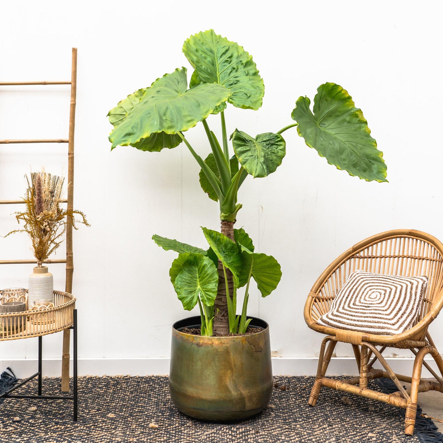 Alocasia Portodora enkele stam - 180cm