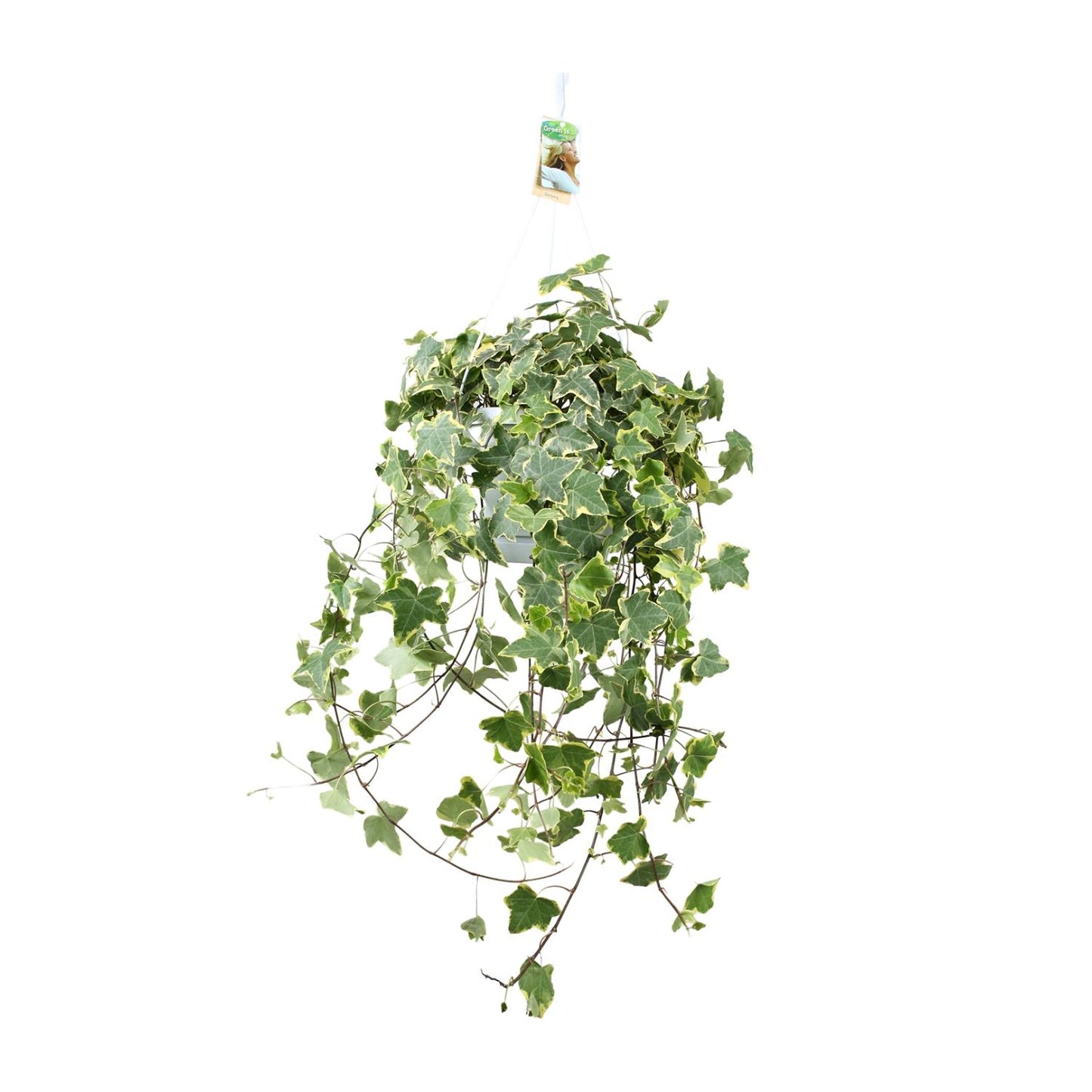 Klimop / Hedera Helix Hangplant - Ø24cm - ↕60cm