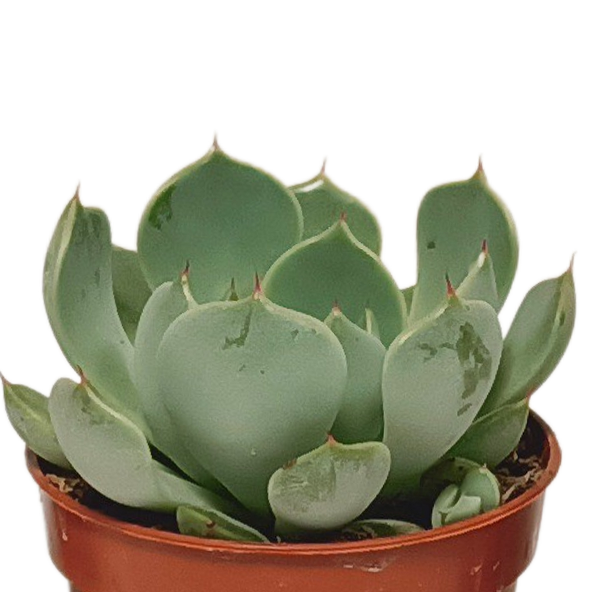 Vetplanten mix 5.5 cm - 10x - zonder pot