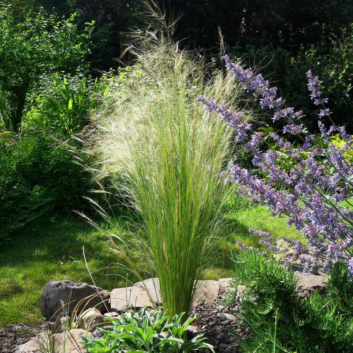 Siergrassen - Stipa tenuifolia Pony Tails - Groen - 2 Planten - Bladhoudend - Weinig Onderhoud - Pot 17cm Hoogte 50cm