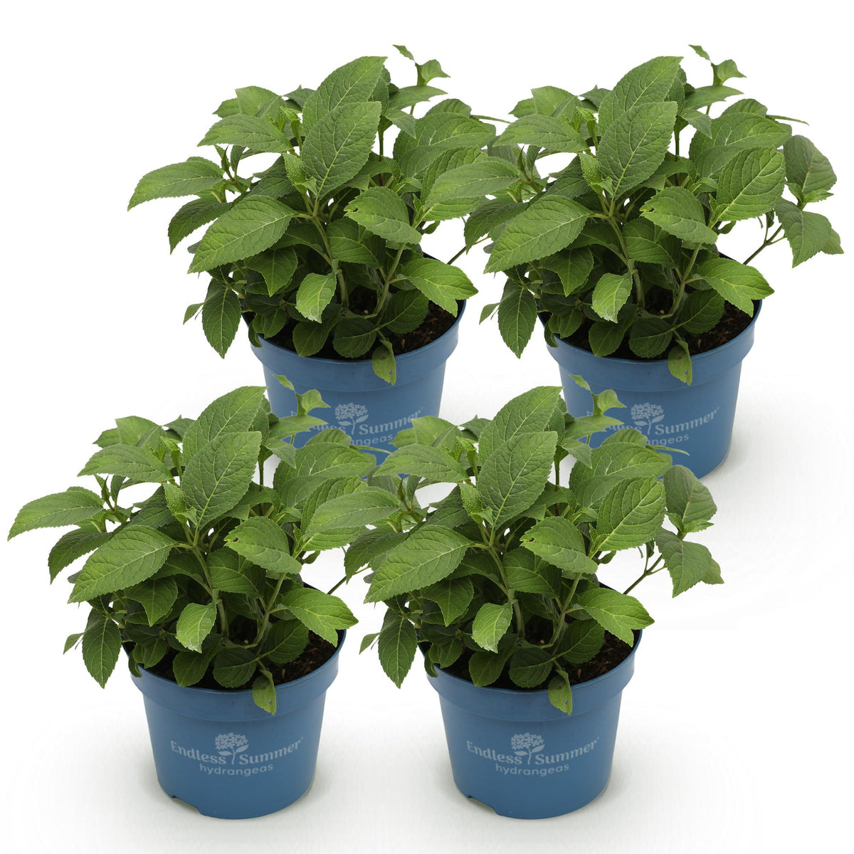 Green boutiQ - Tuinplant - Hydrangea Endles Summer The Original Pink - Hortensia - Winterhard - Roze - 4 Planten - Pot 14cm - Hoogte 20-25cm
