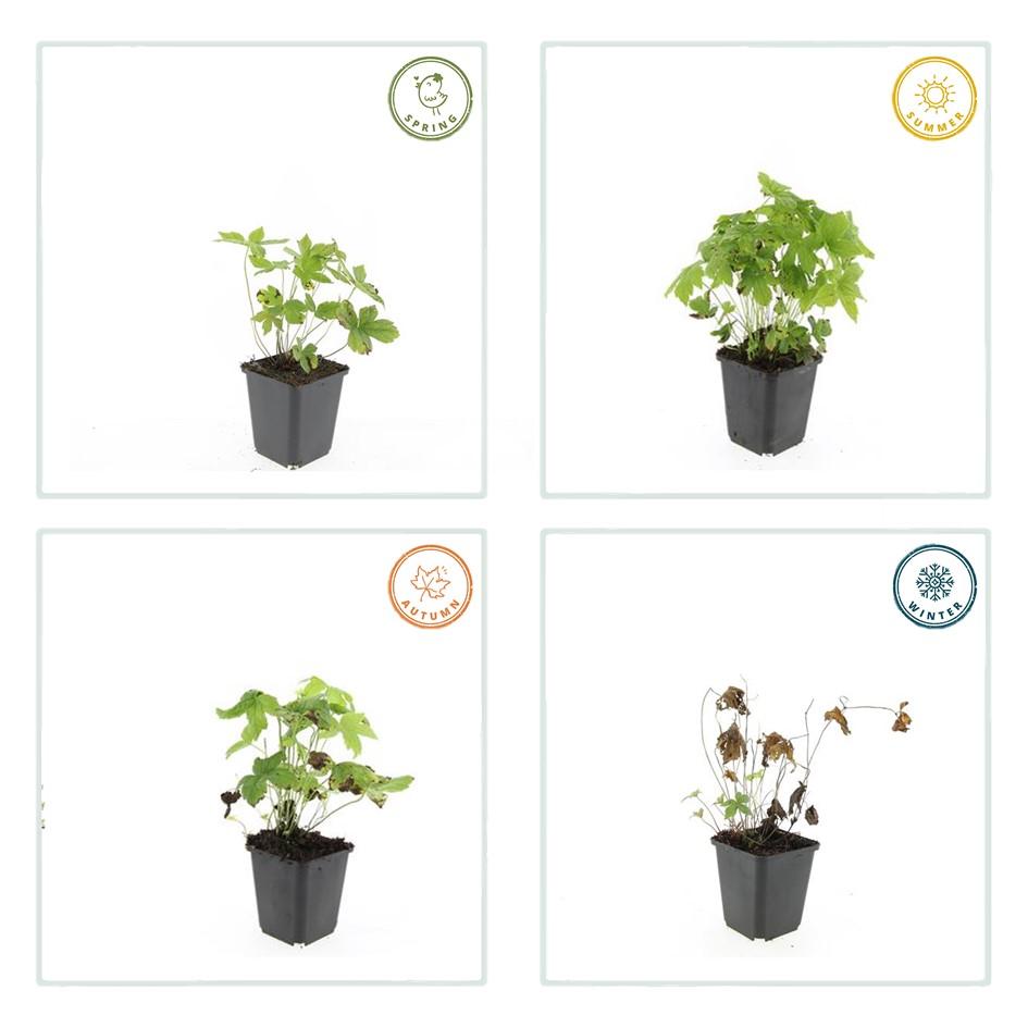 6x Geranium nodosum - ↕10-25cm - Ø9cm