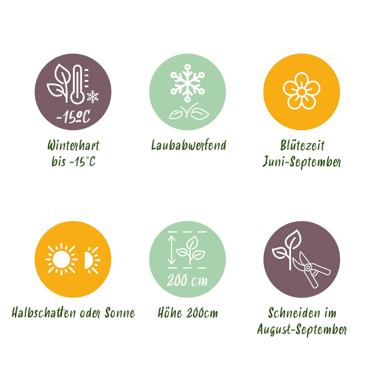 Hortensia / Hydrangea macrophylla Blue - Bloem Wit - 1 Plant - Bladverliezend - Weinig Onderhoud - Pot 17cm Hoogte 30cm