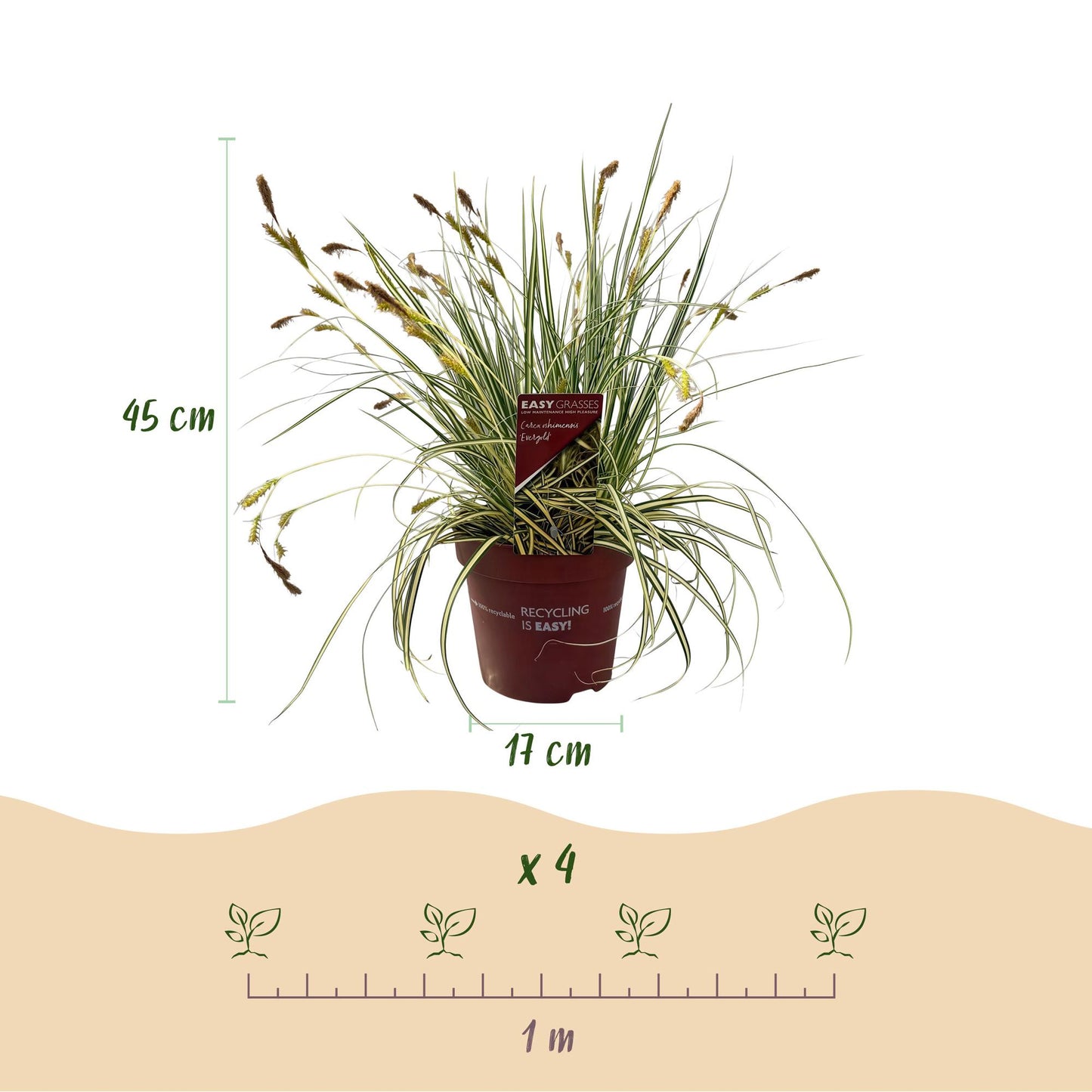 Green boutiQ - Siergrassen - Carex oshimensis Evergold - Geel & Groen - 4 Planten - Bladhoudend - Weinig Onderhoud - Pot 17cm Hoogte 50cm